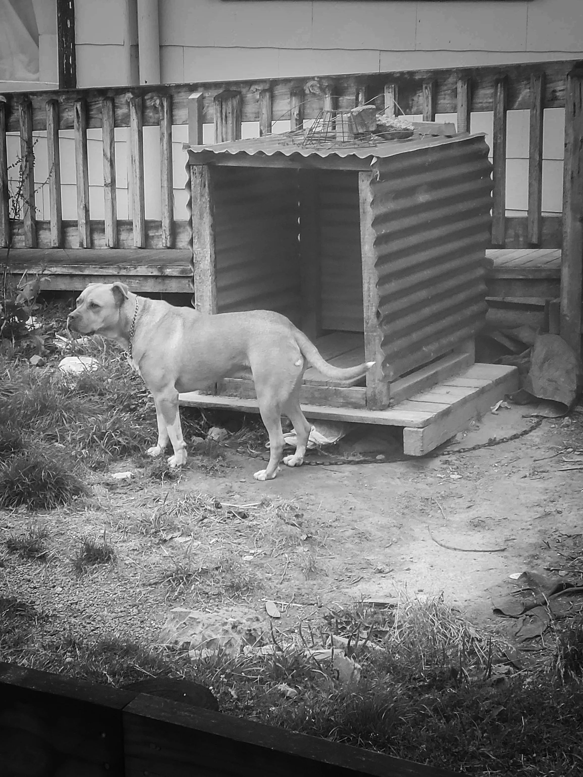 A dog photographed with permission, representing Dezire Foundation's commitment to seeing animals with care, dignity, and compassion.