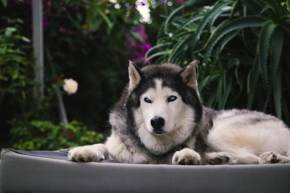 Harley resting on a garden bed — peaceful and at home