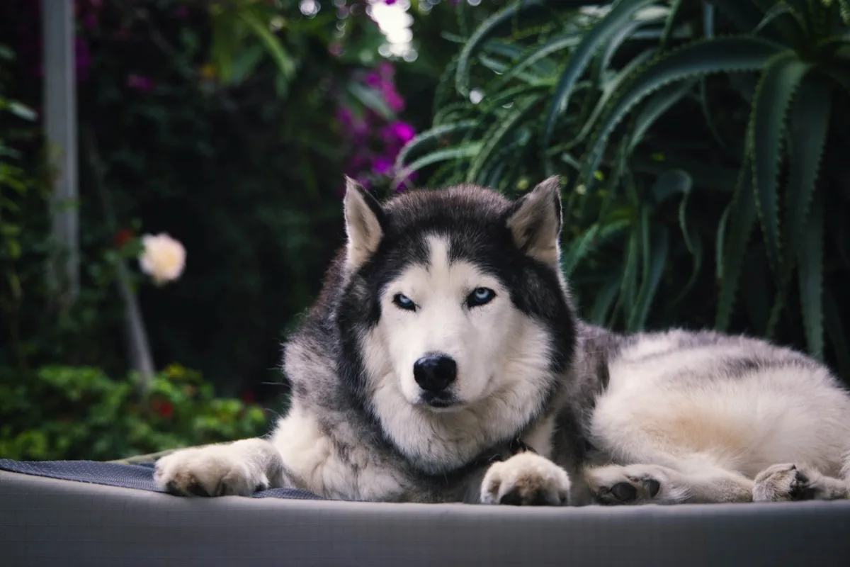 Harley standing in the garden, looking calm and healthy