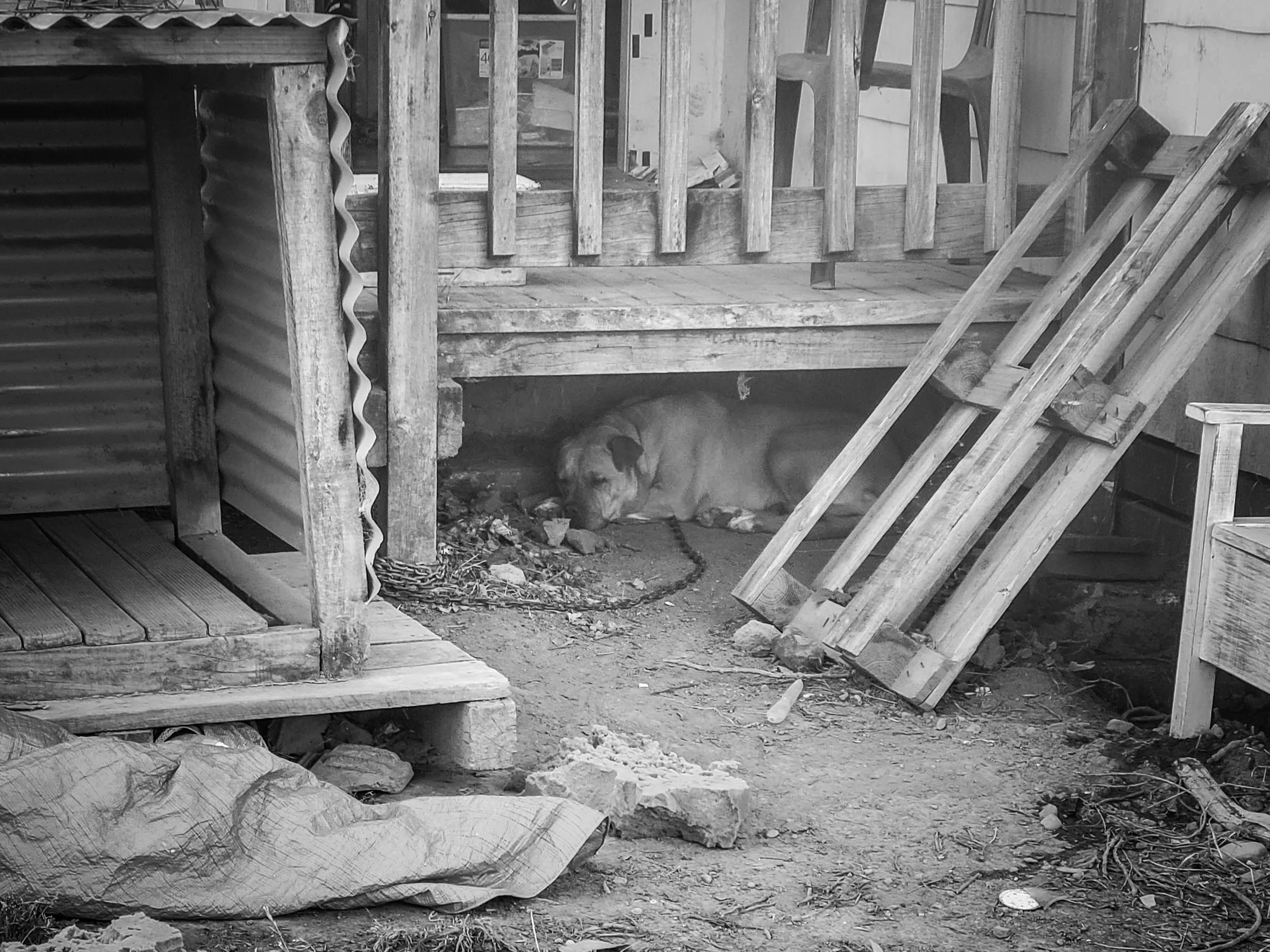 Hulk, a dog photographed with permission in New Zealand, resting quietly — a life that, once shared with care, found its way to a loving home.