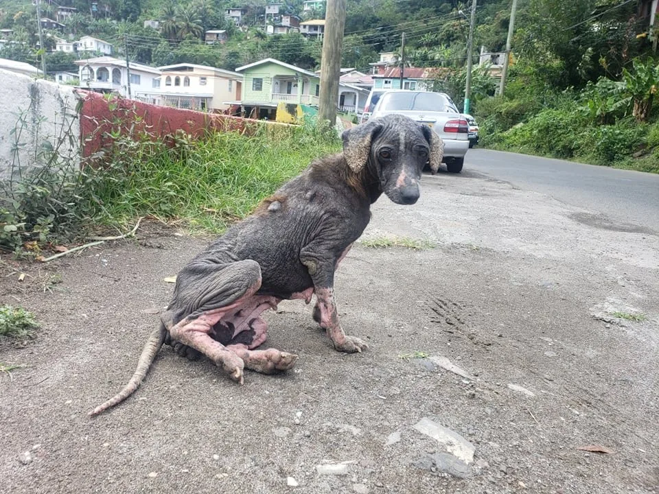 Eris beginning to receive care — early recovery days