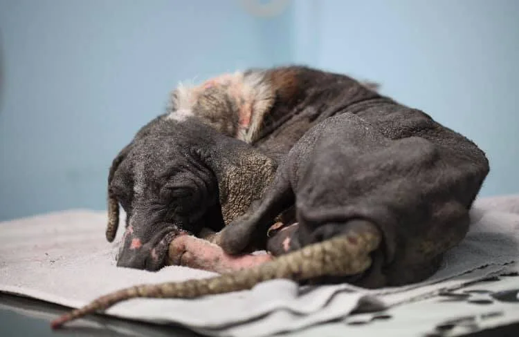 Eris resting during early recovery