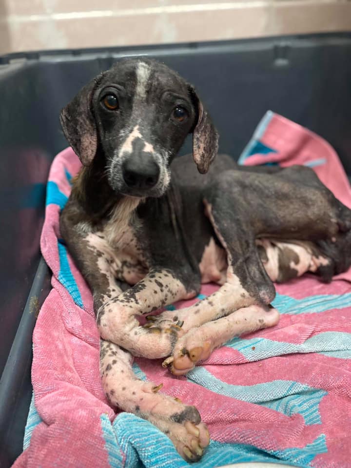 Eris noticeably healthier — fur growing back, posture more relaxed