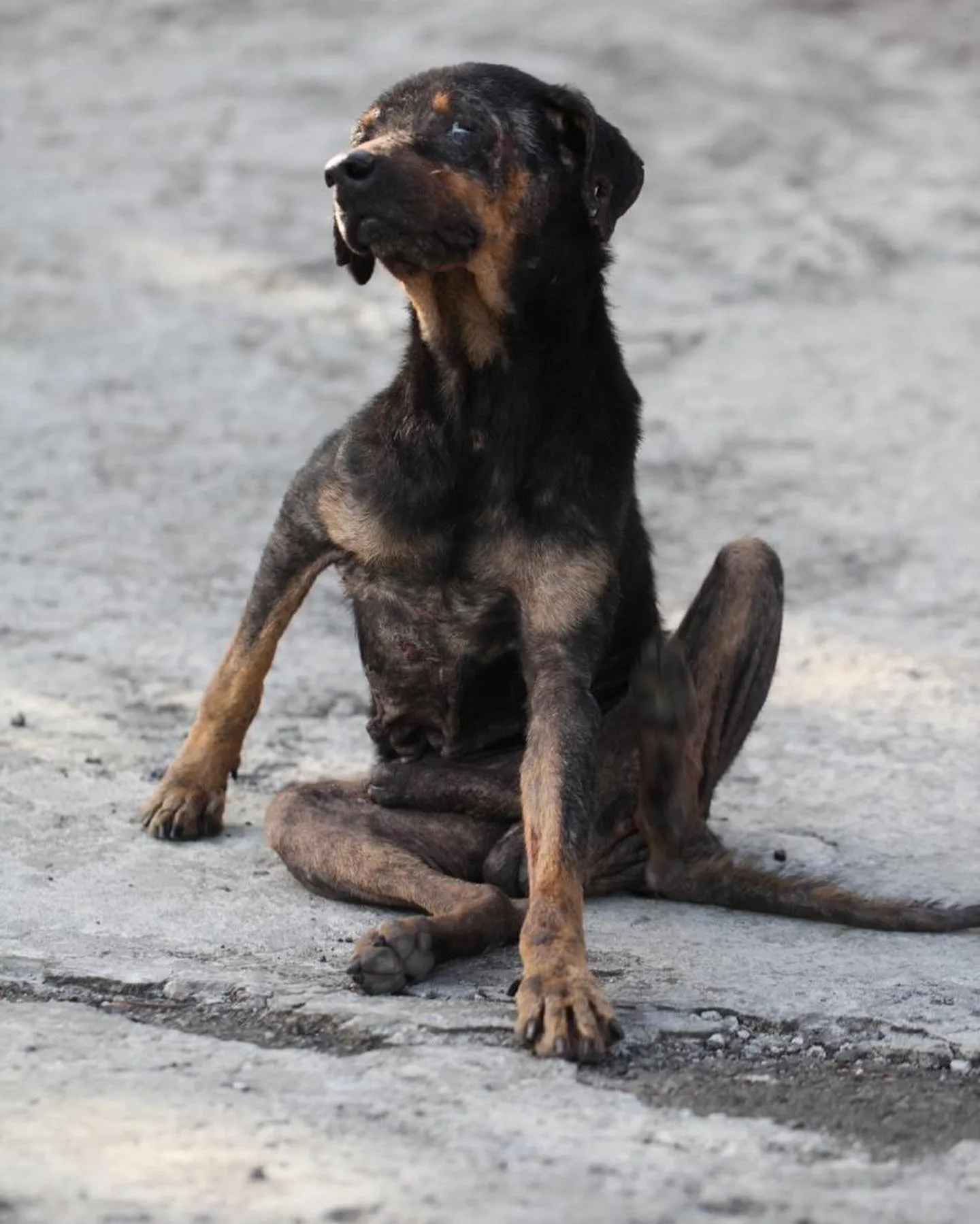 Gil in early care — receiving medical attention and rest