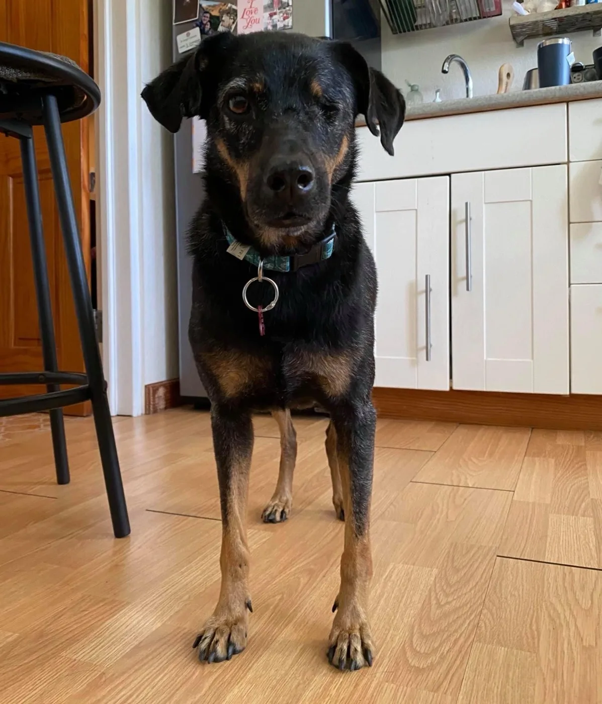 Gil during recovery — showing early signs of healing and ease