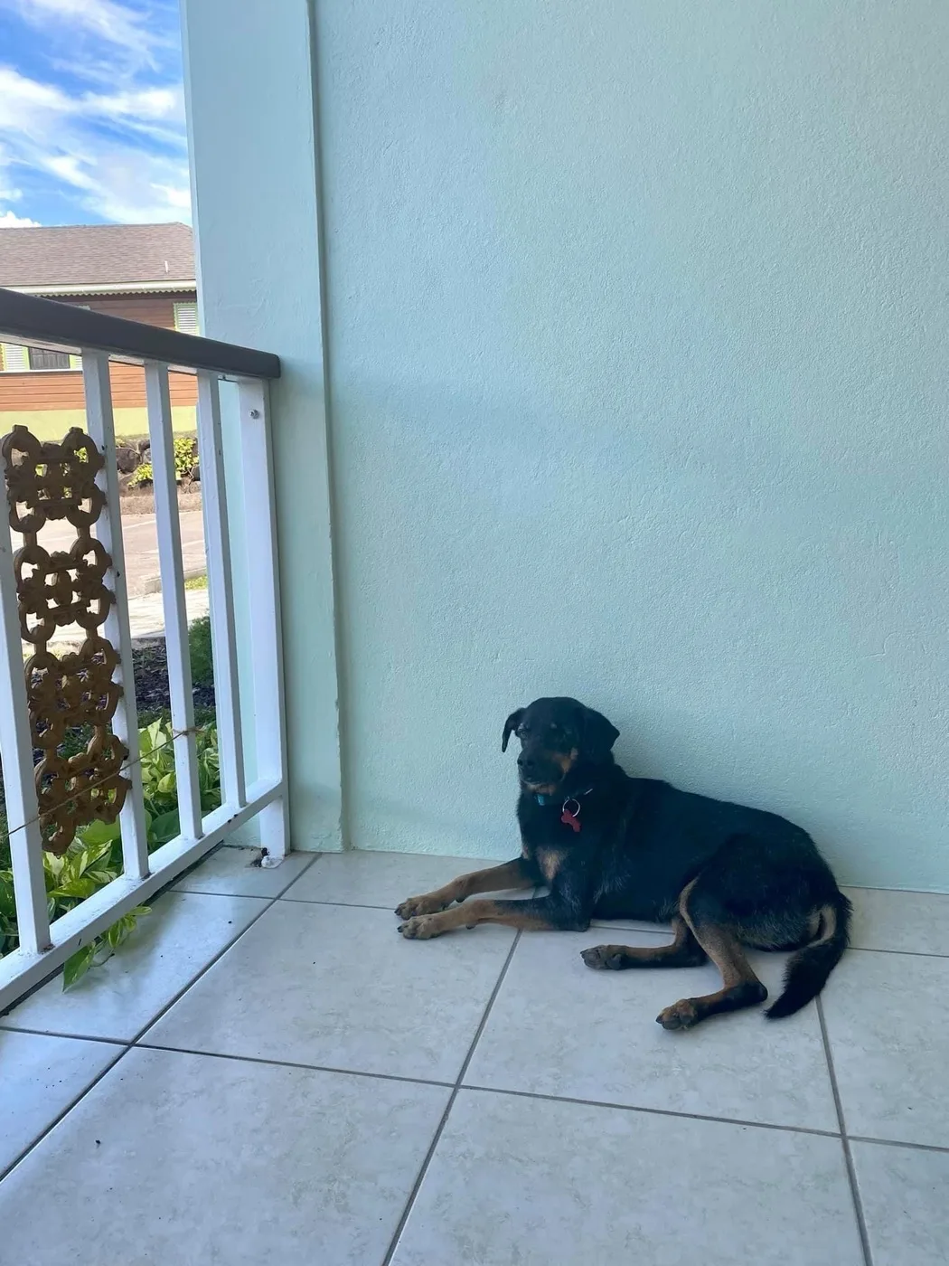 Gil during continued care — coat growing back