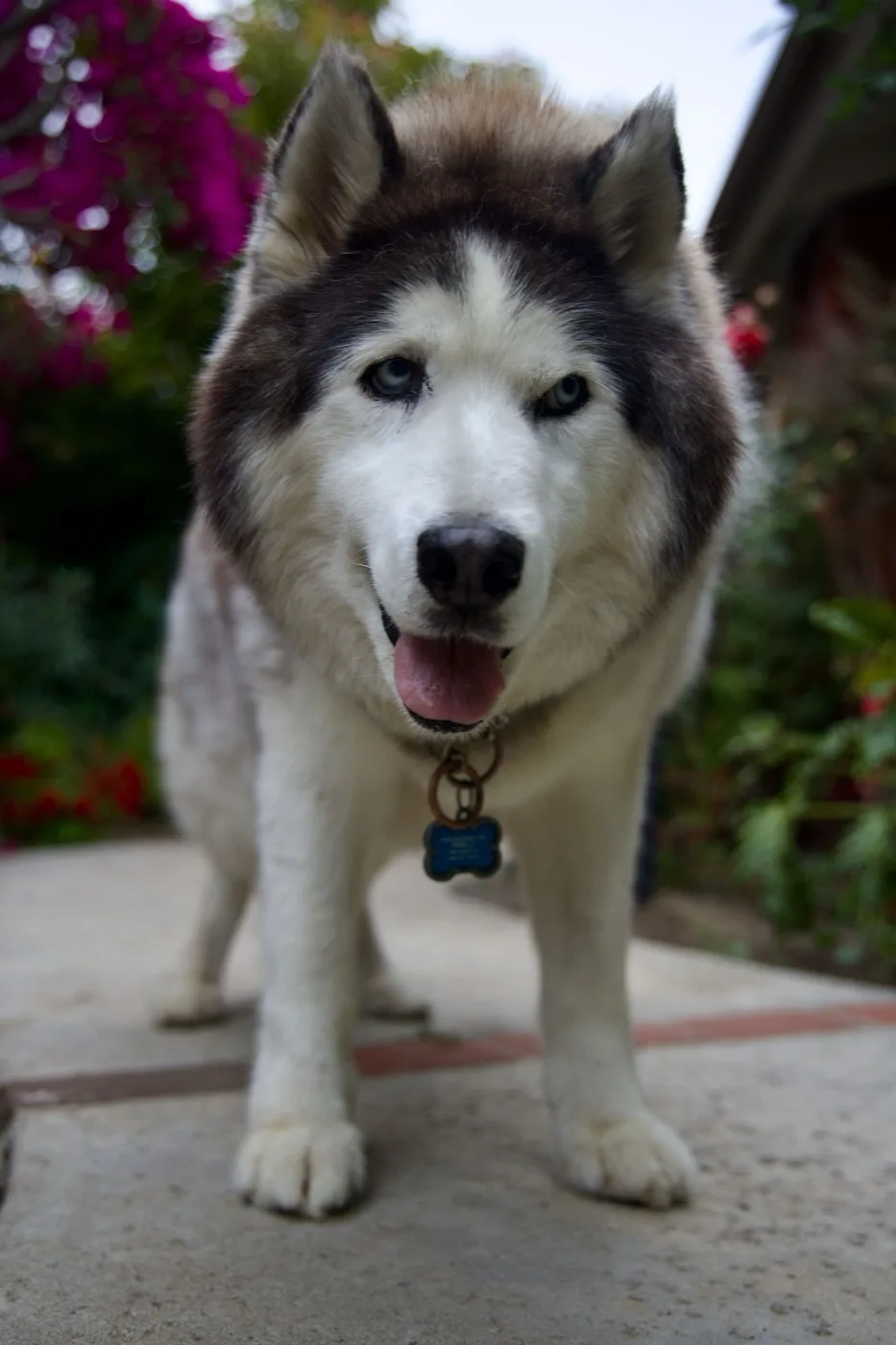 Harley — a closer portrait, blue eyes full of quiet calm